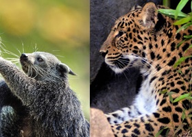 animaux ménagerie zoo du jardin des plantes paris