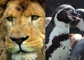 zoo de vincennes paris