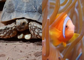 aquarium tropical paris turtles and fish