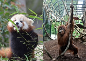 menagerie zoological park jardin des plantes paris