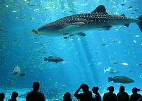 aquarium cineaqua in paris sharks