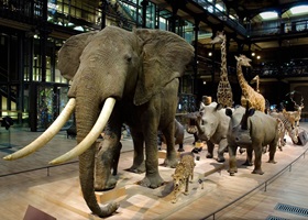 paris national museum of natural history