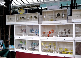 marché aux oiseaux de paris